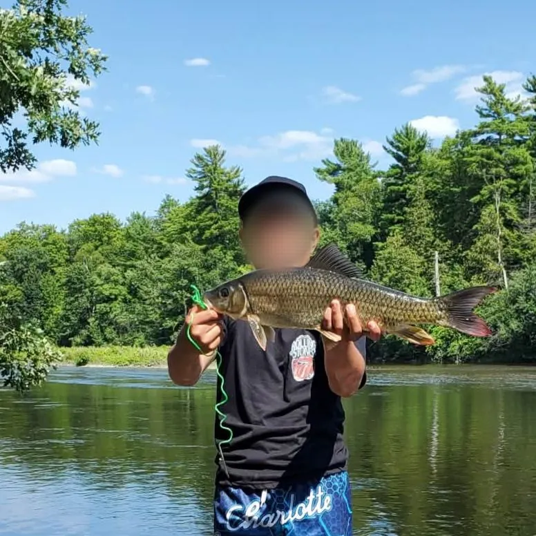 The most recent Shorthead redhorse catches on Fishbrain