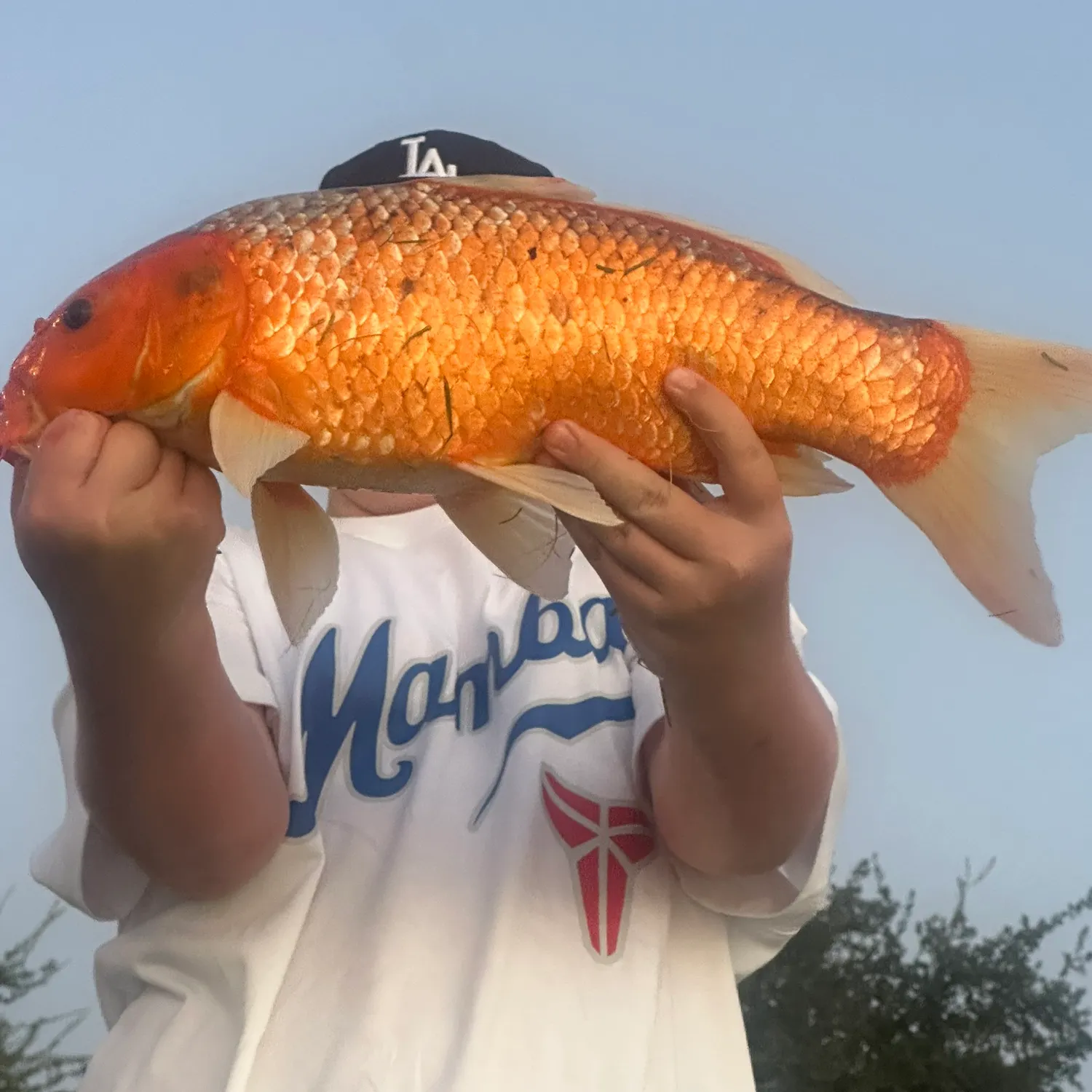 The most recent Koi carp catches on Fishbrain