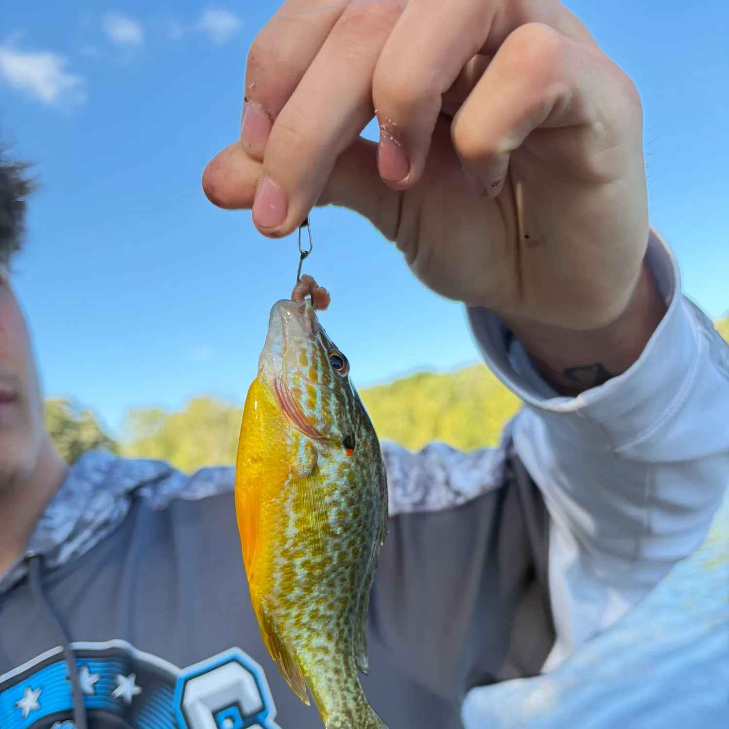 Orangespotted sunfish caught on Fishbrain