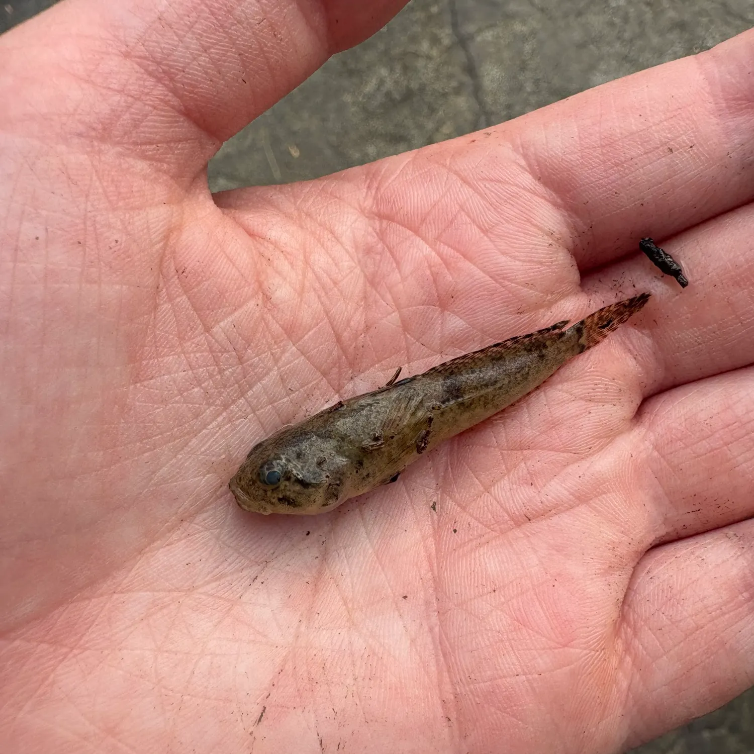 Mottled sculpin caught on Fishbrain