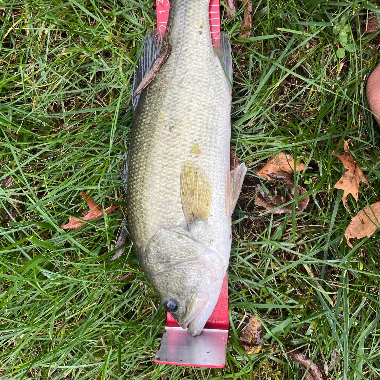 Largemouth bass caught on Fishbrain