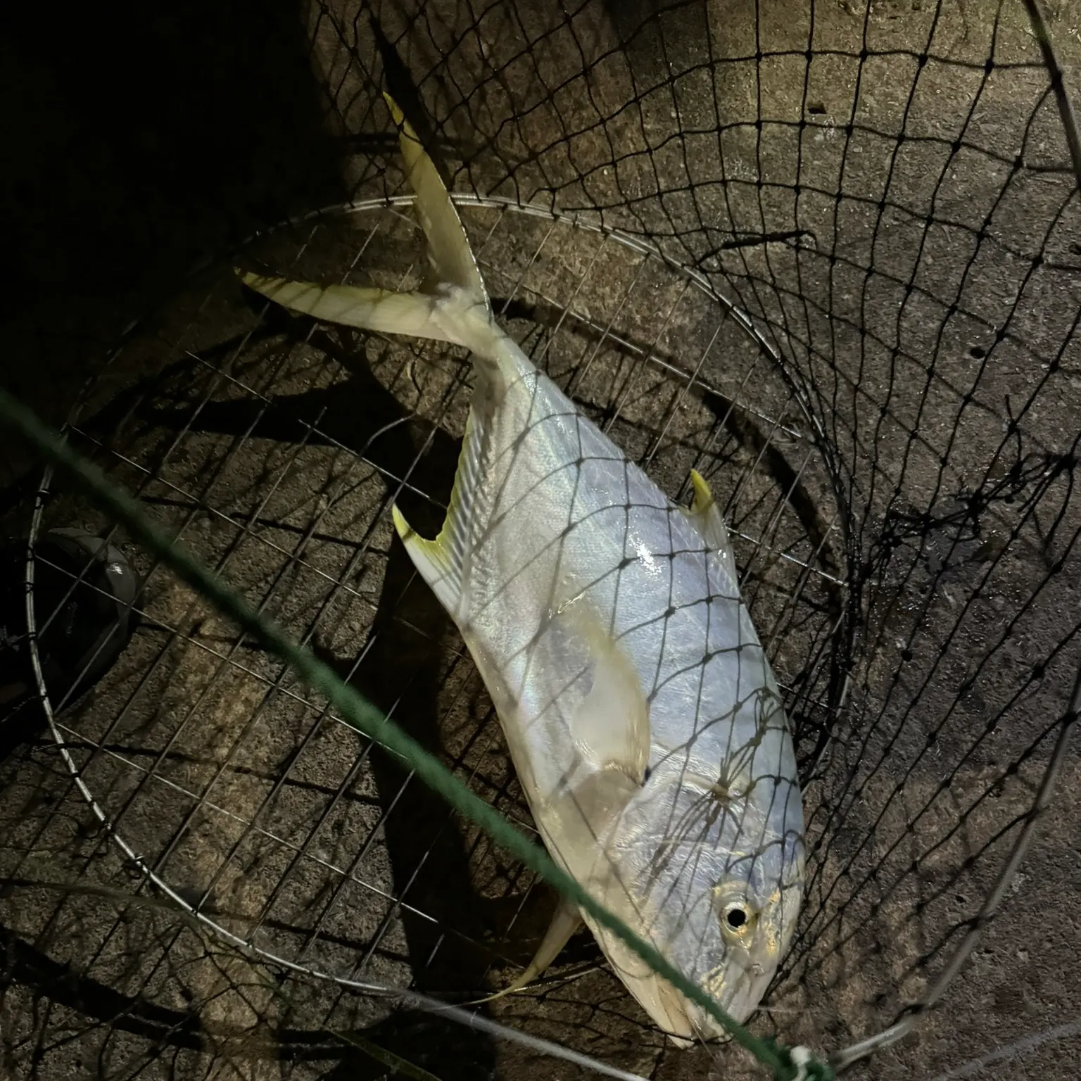 The most recent Golden trevally catches on Fishbrain