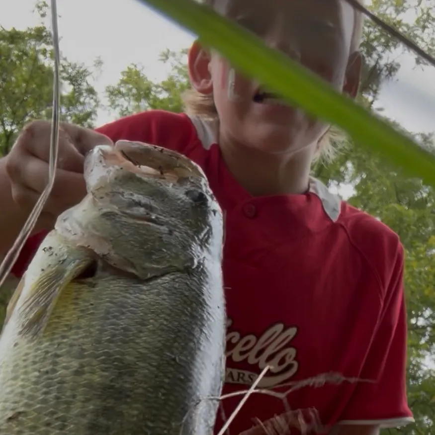 Largemouth bass caught on Fishbrain