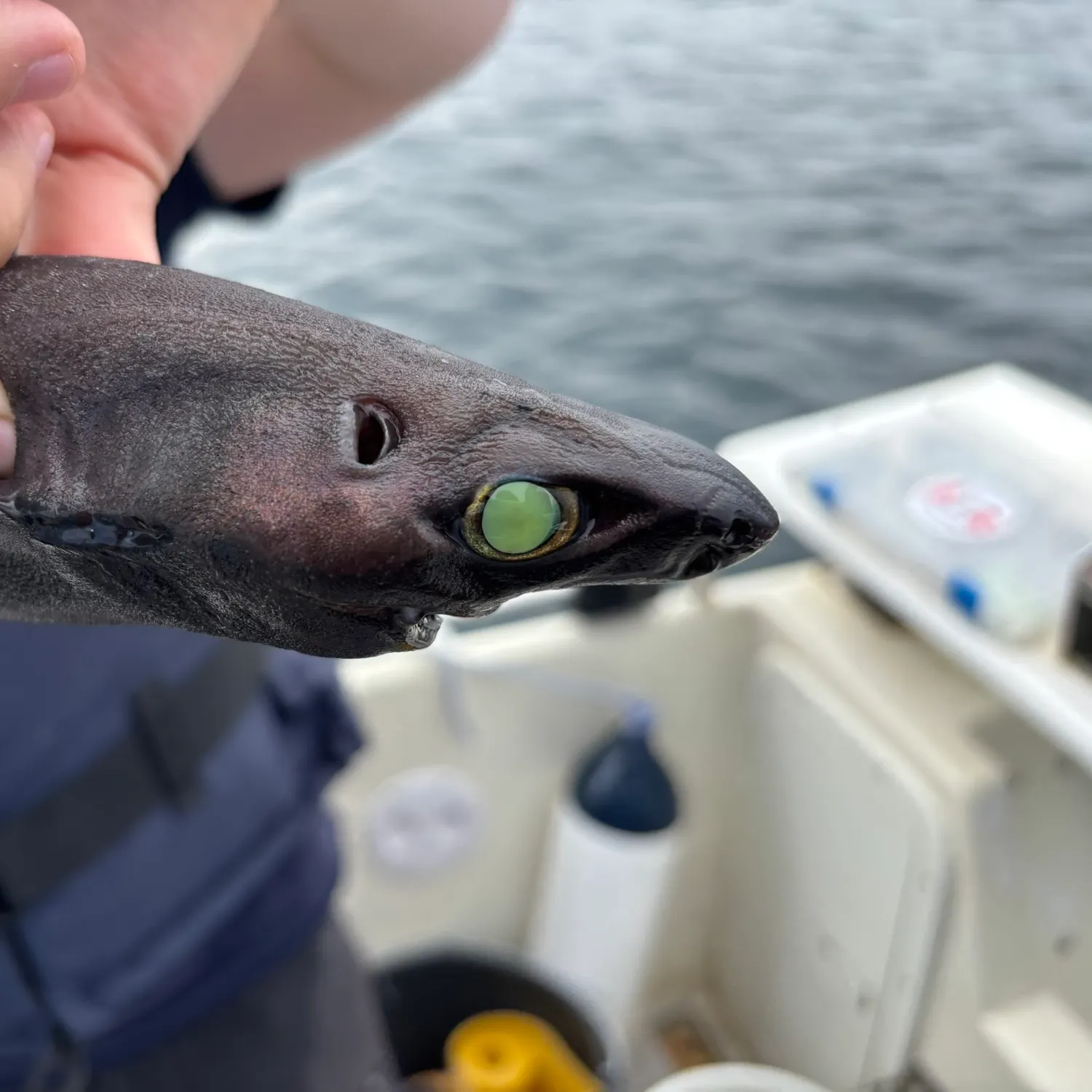 The most recent Velvet belly lanternshark catches on Fishbrain
