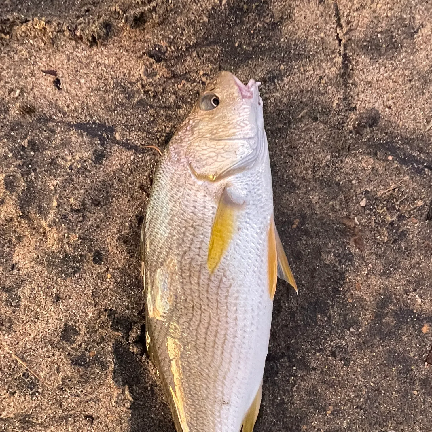 White croaker caught on Fishbrain
