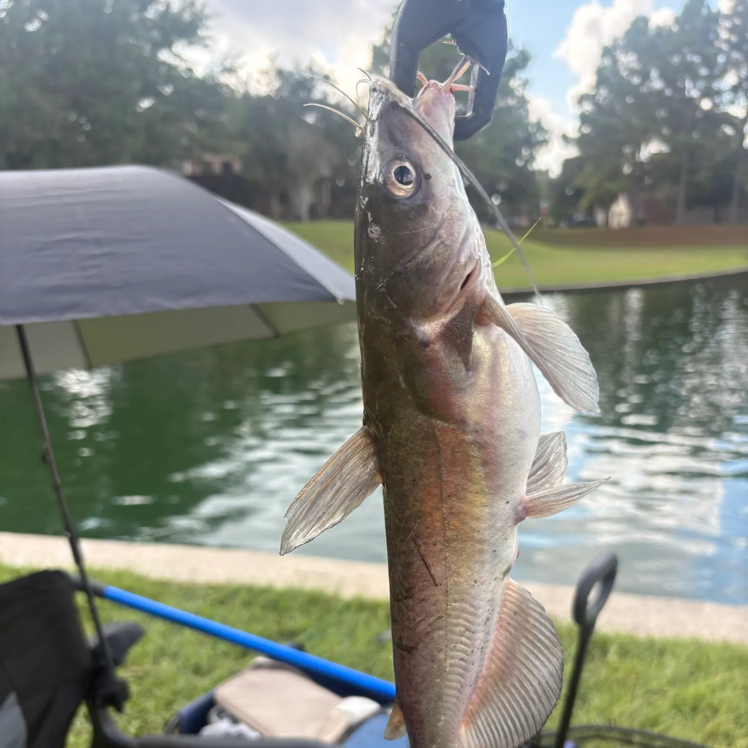 Channel catfish caught on Fishbrain