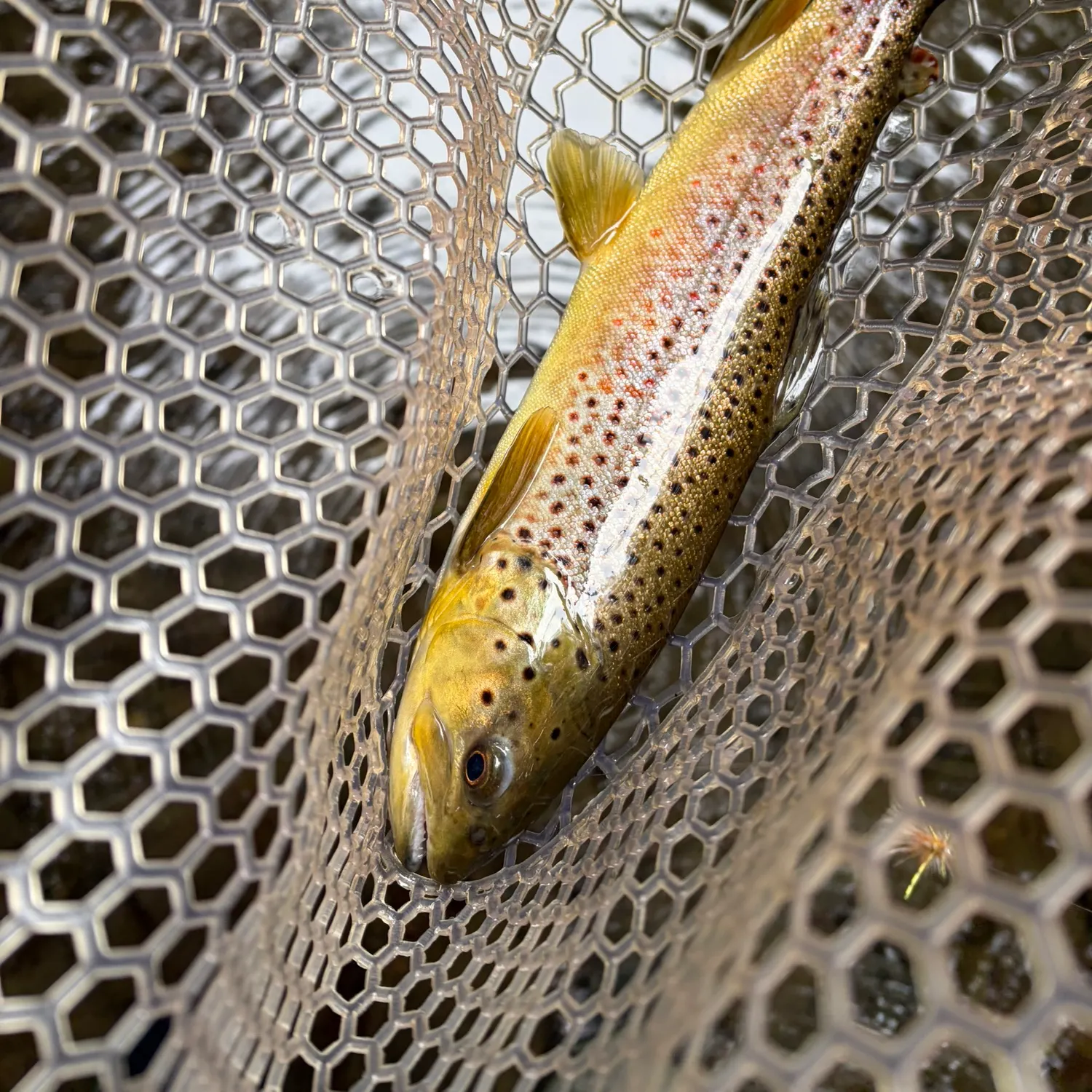 Brown trout caught on Fishbrain