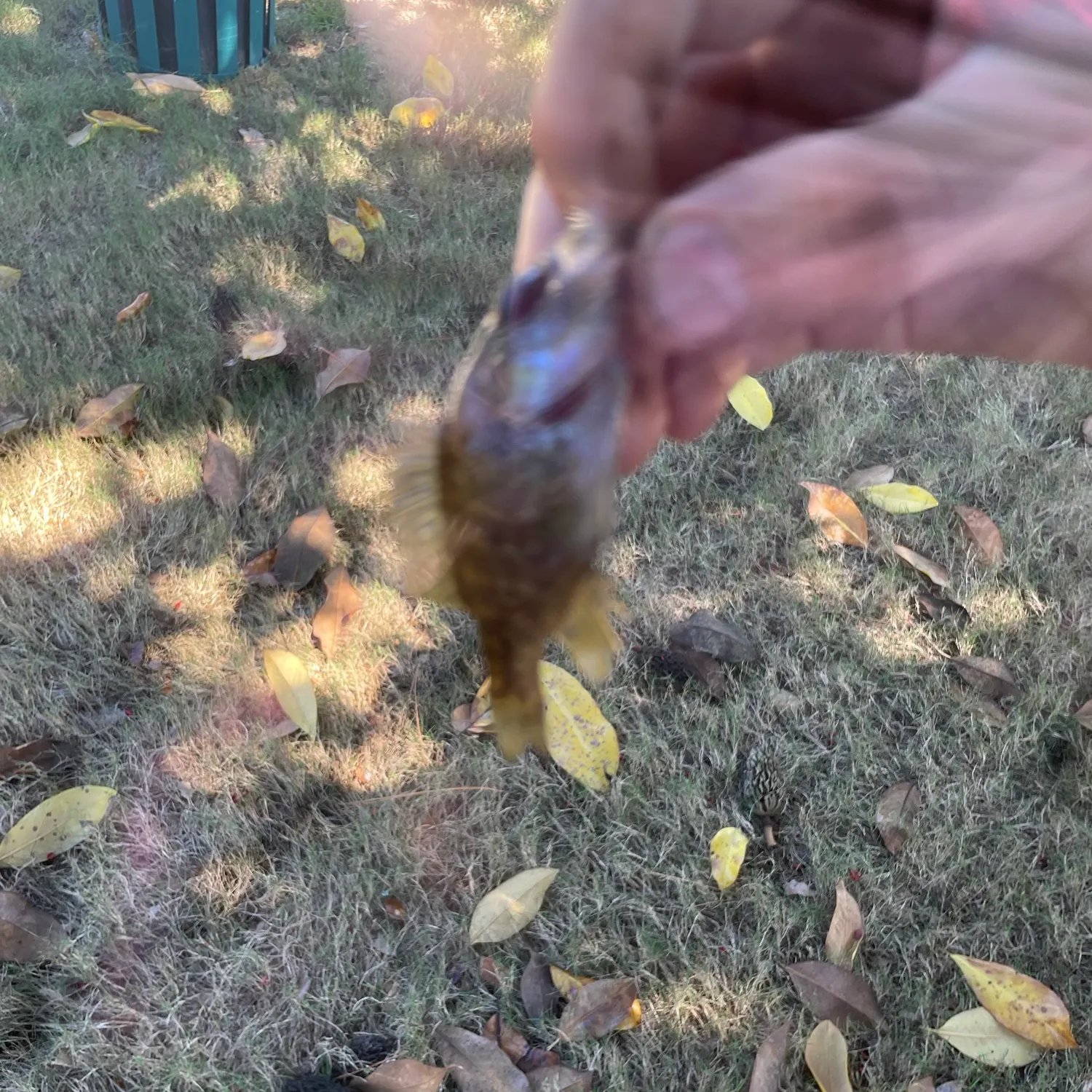 Warmouth caught on Fishbrain