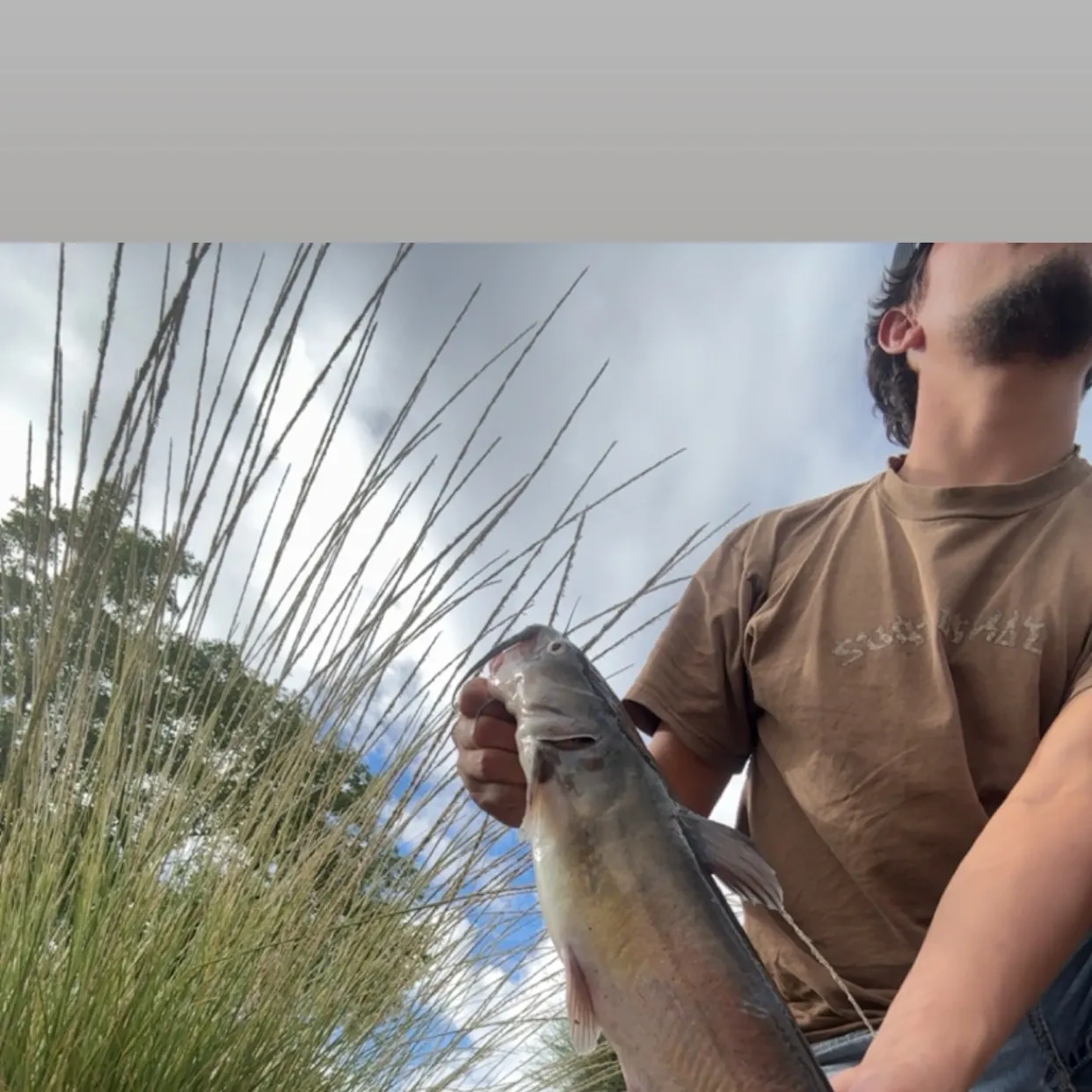 Channel catfish caught on Fishbrain