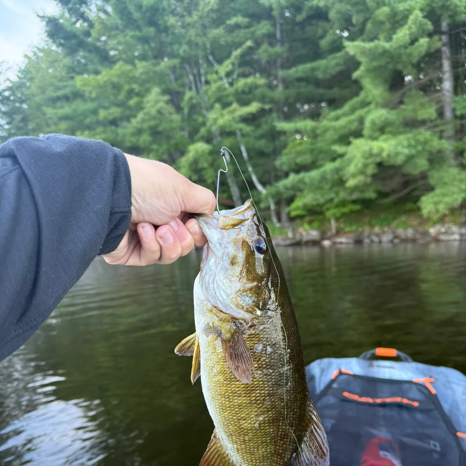 Smallmouth bass caught on Fishbrain