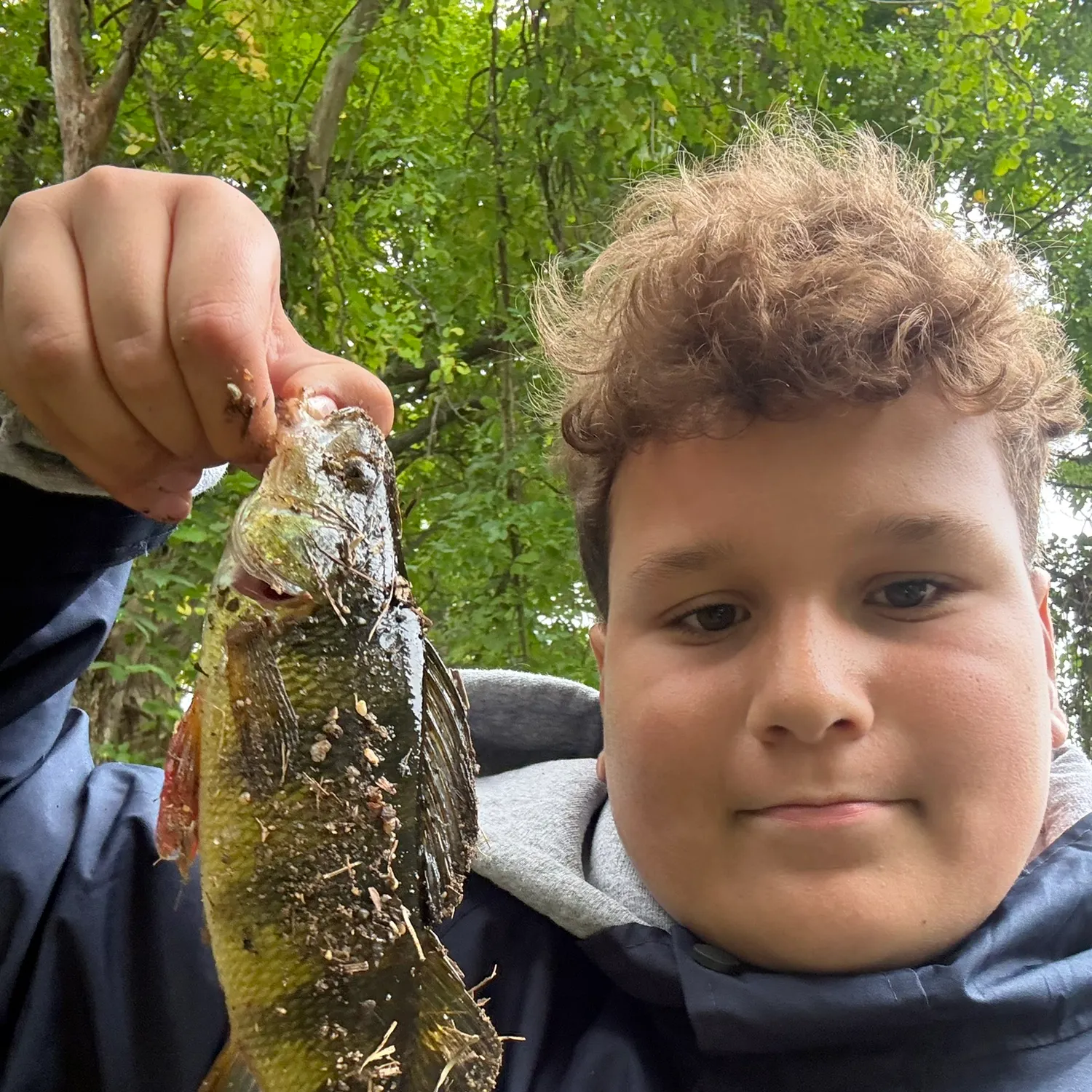 Yellow perch caught on Fishbrain