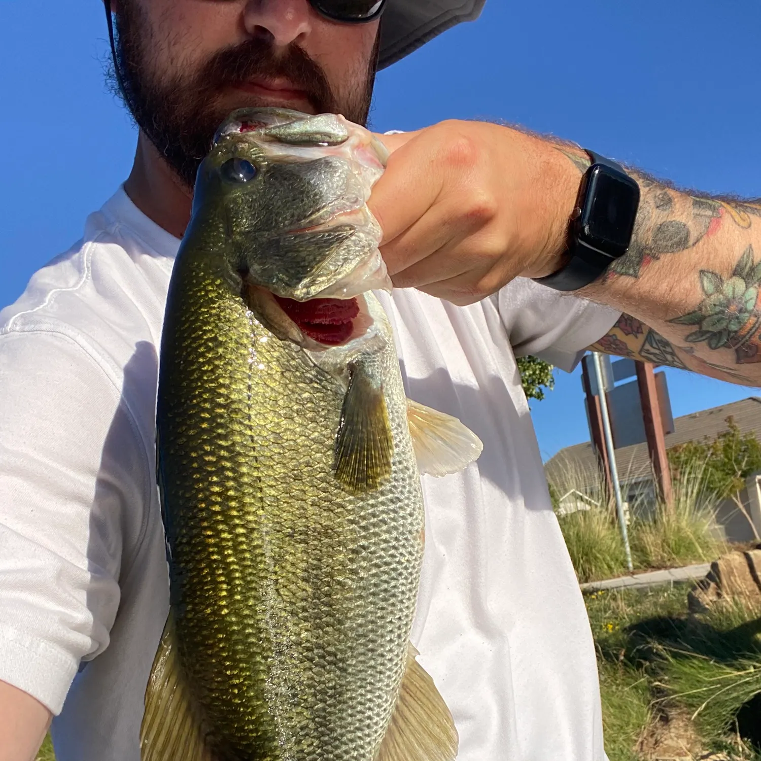 Largemouth bass caught on Fishbrain