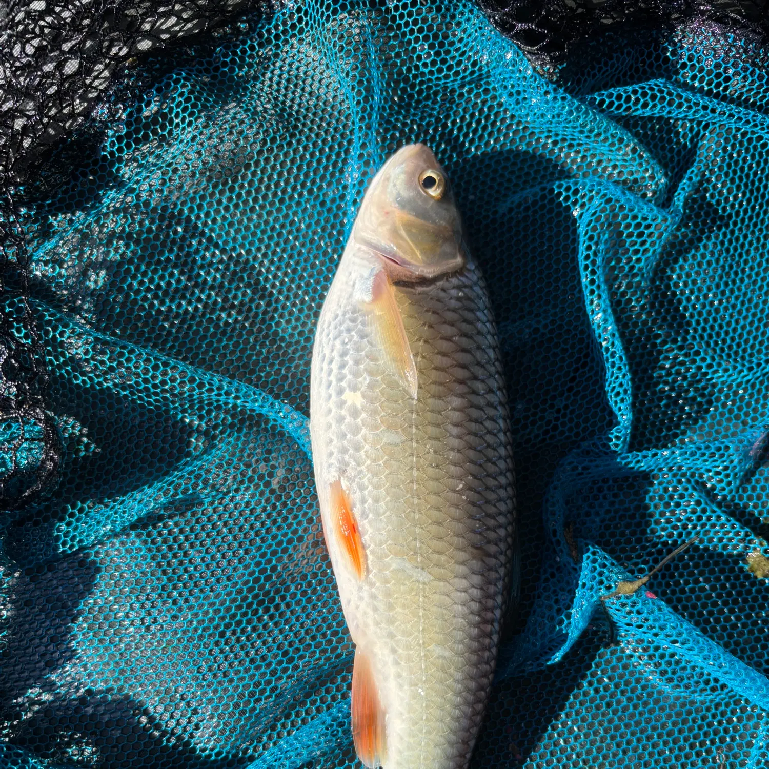 The most recent European chub catches on Fishbrain