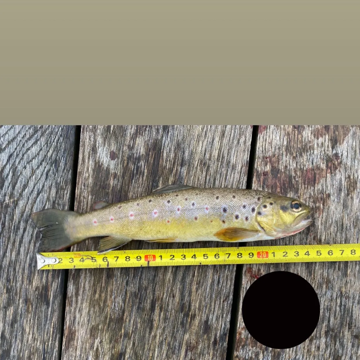 Brown trout caught on Fishbrain