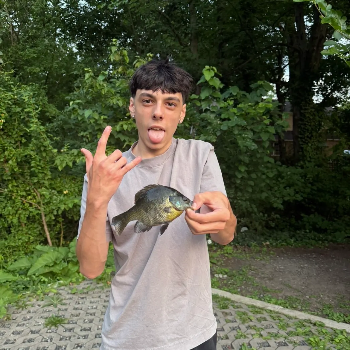 Bluegill caught on Fishbrain