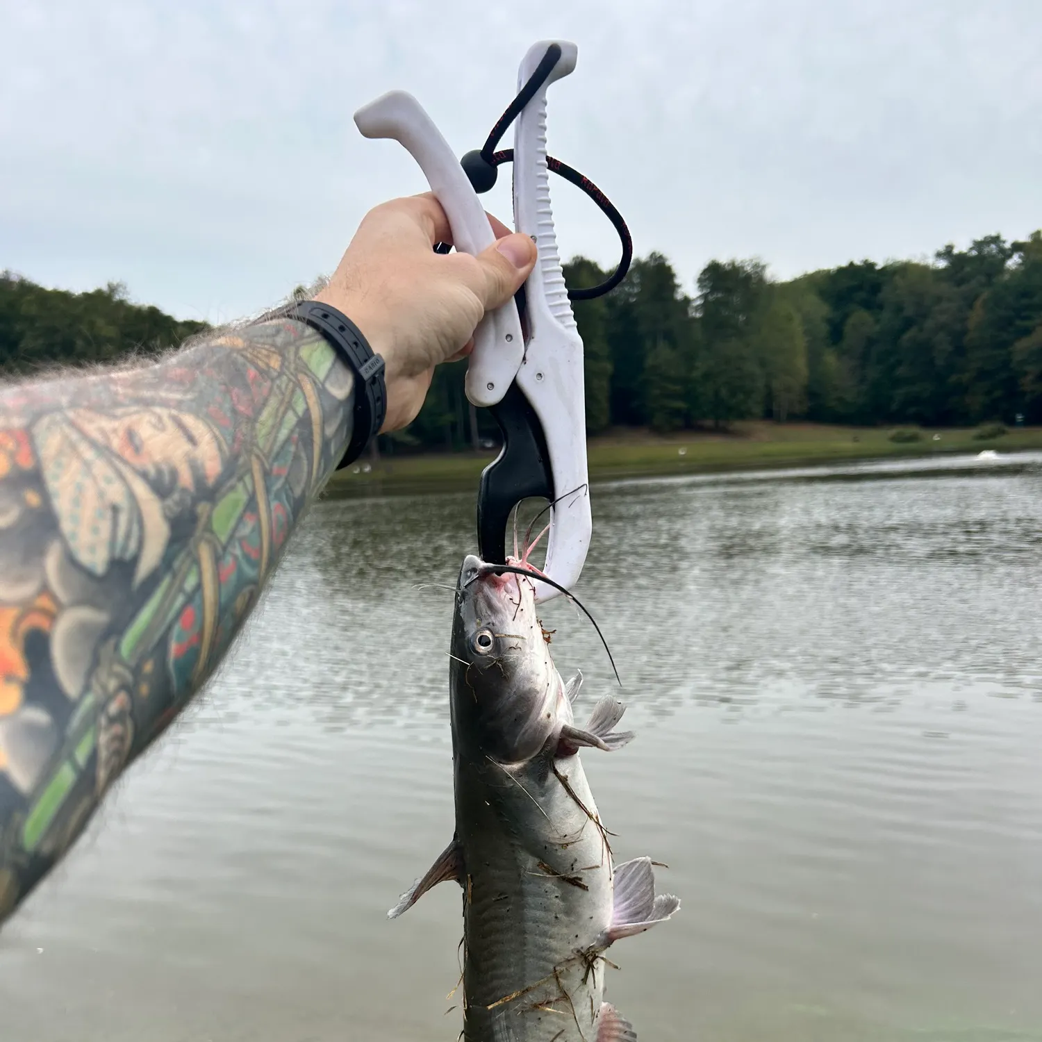 Channel catfish caught on Fishbrain