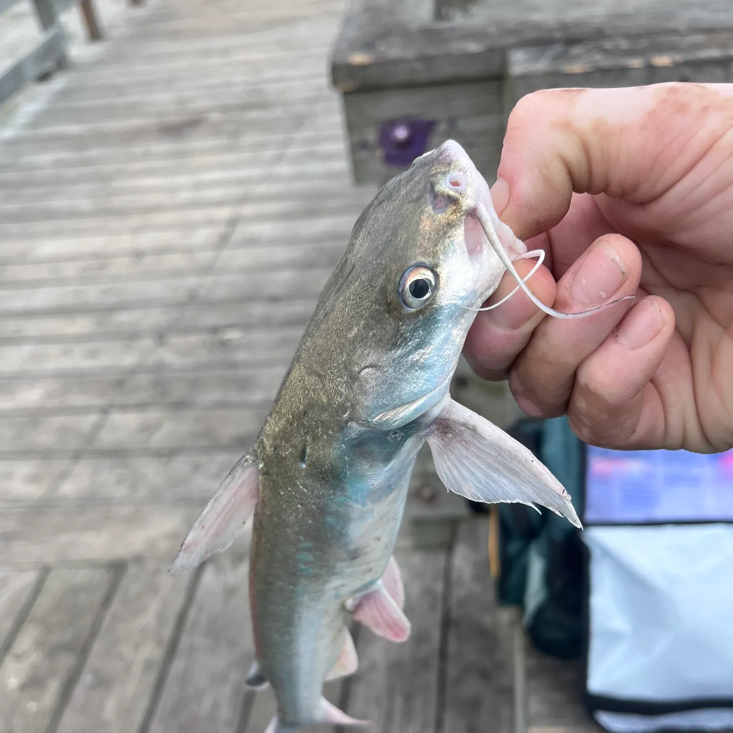 catch