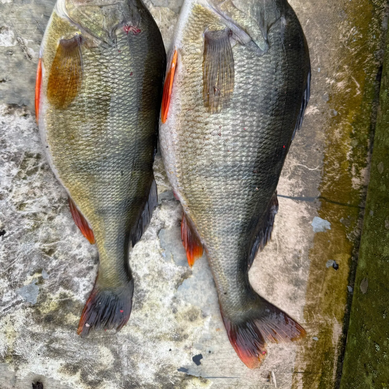 recently logged catches