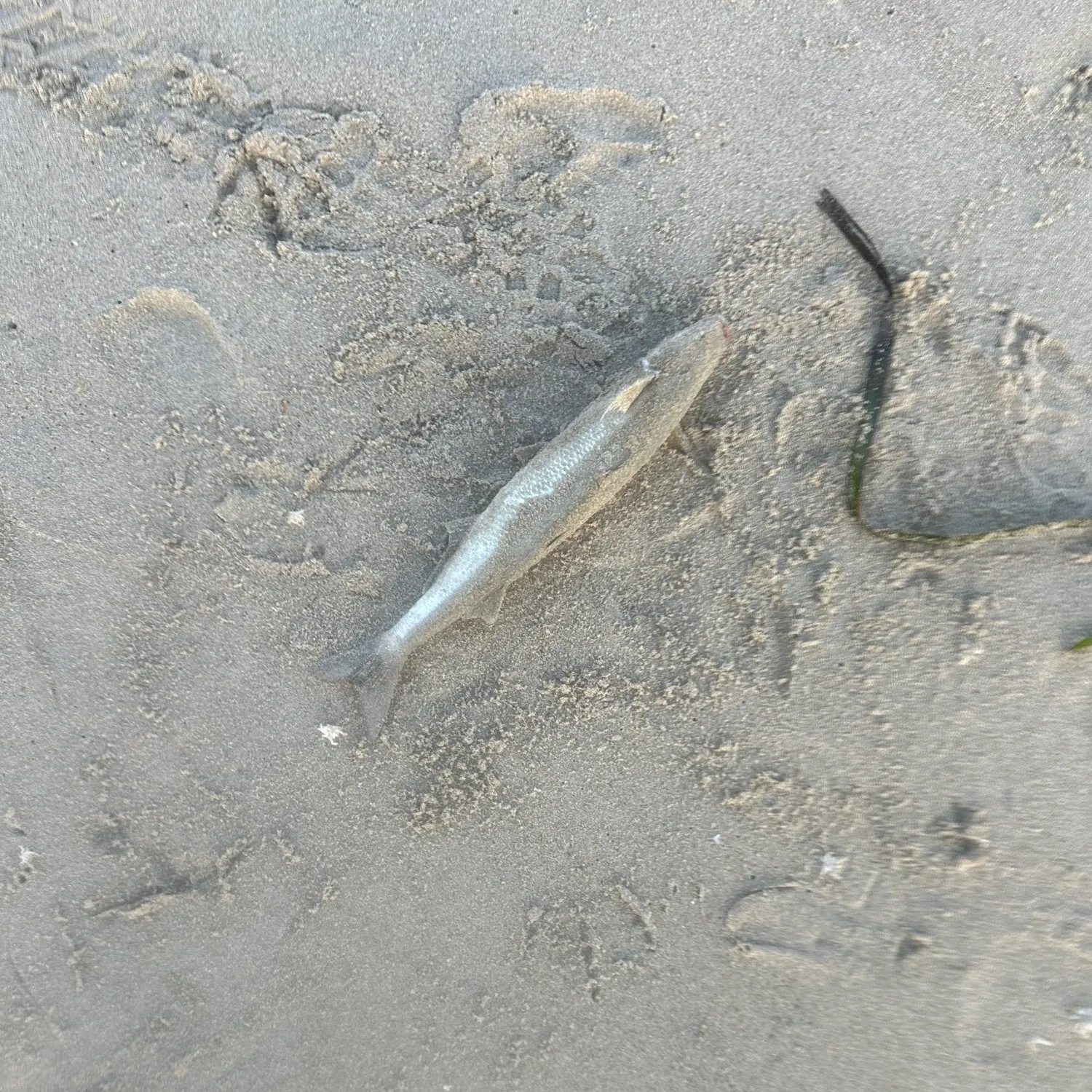 The most recent Skipjack herring catches on Fishbrain