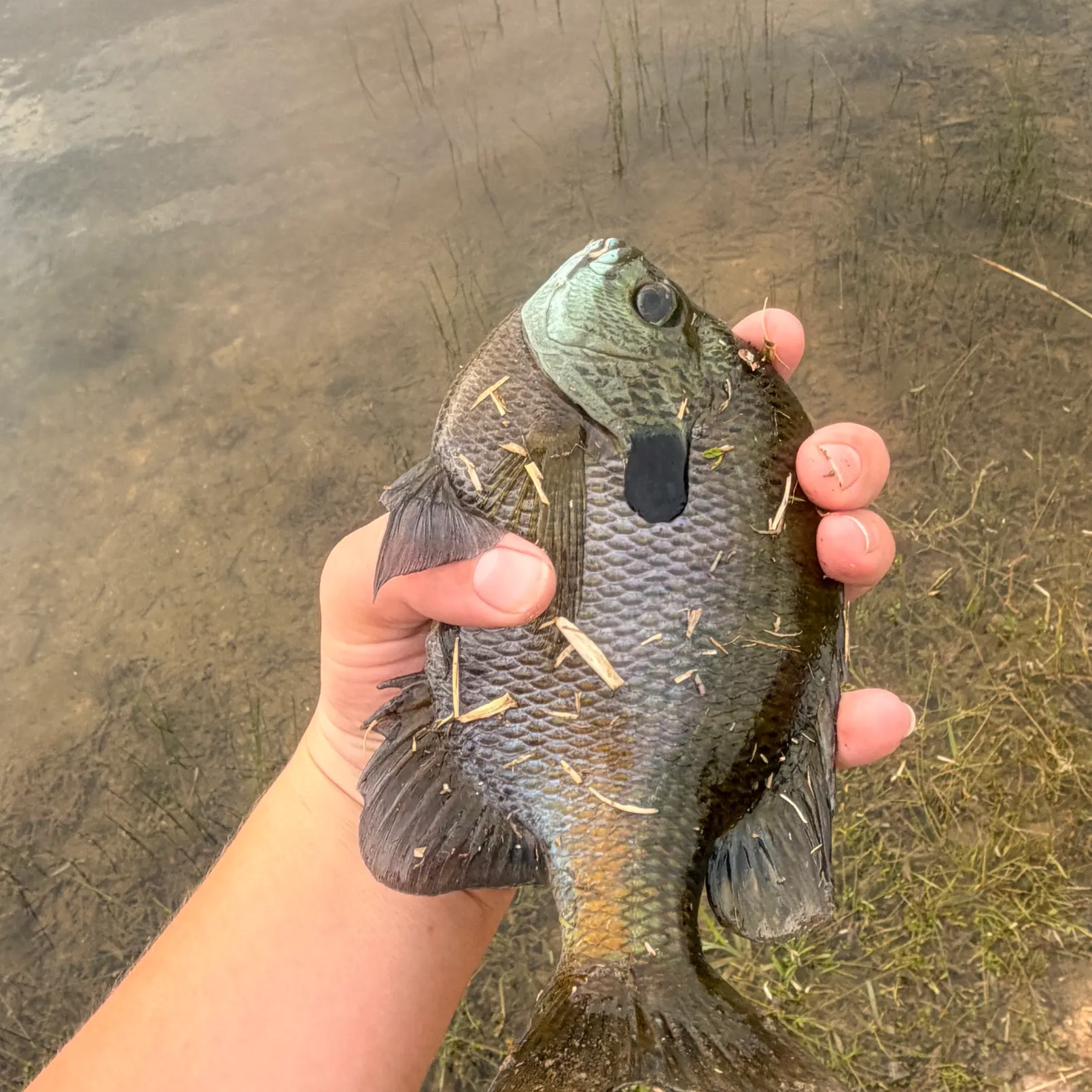 The most recent Greengill hybrid catches on Fishbrain