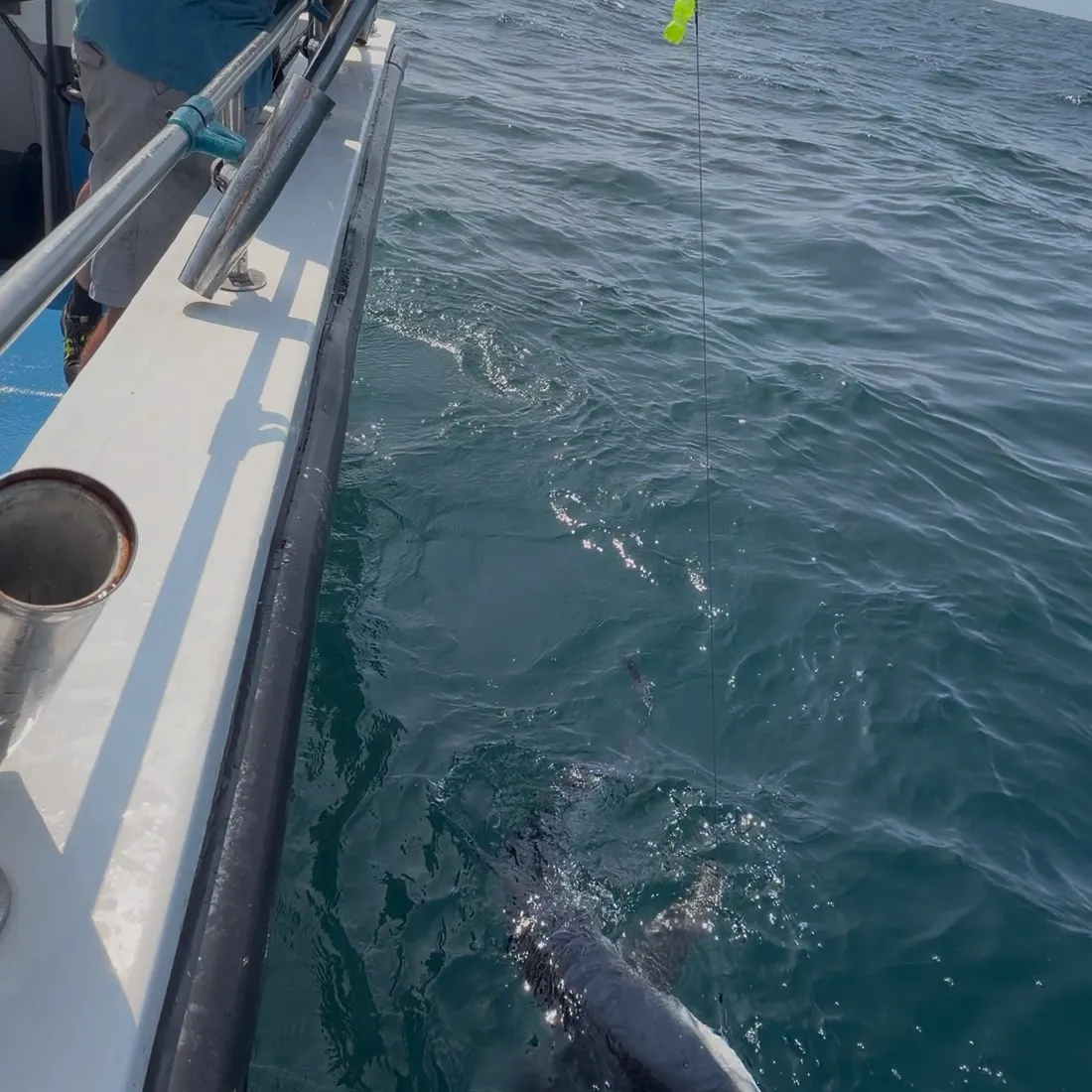 Blue shark caught on Fishbrain