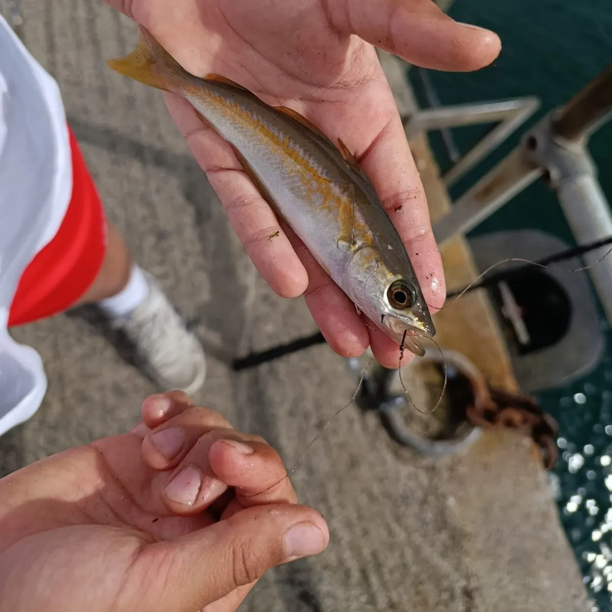 Pollack caught on Fishbrain