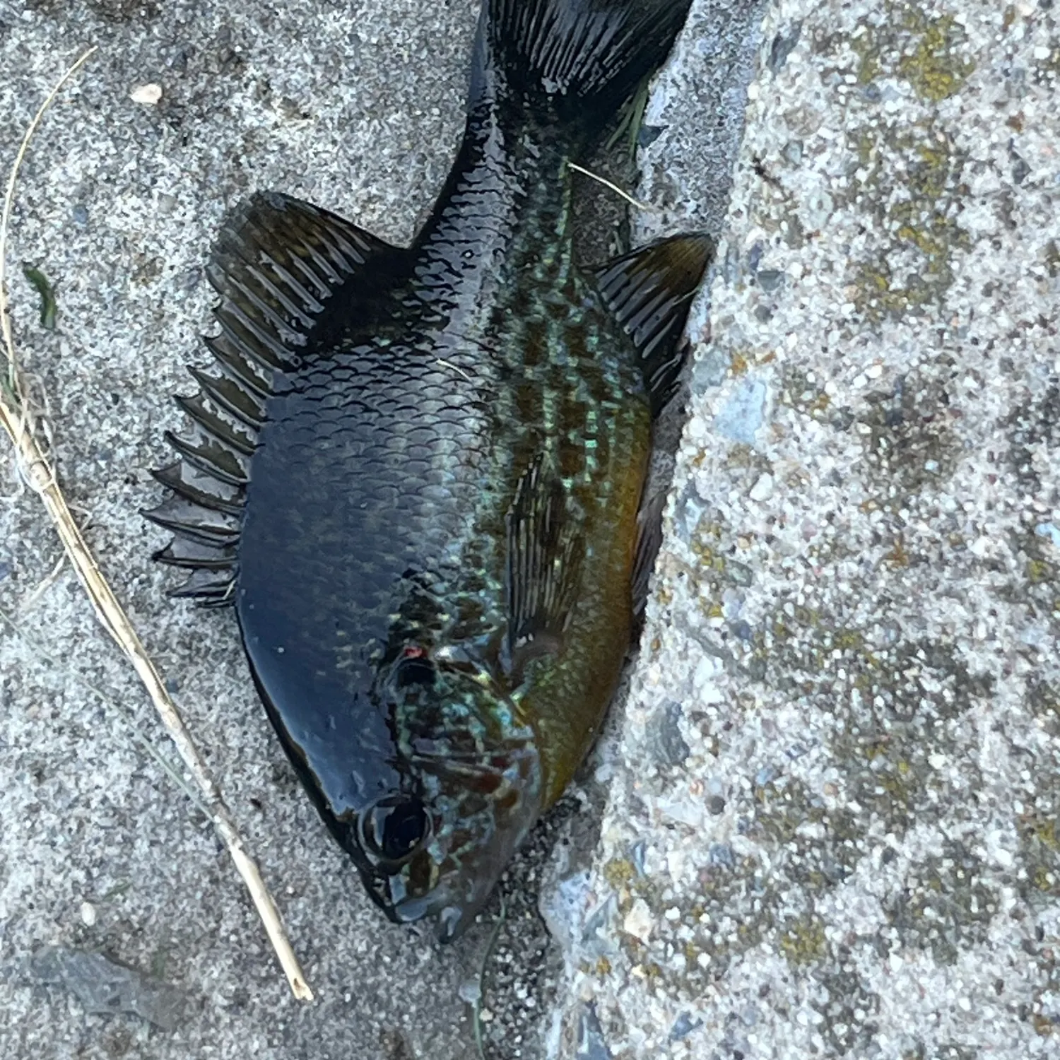 Pumpkinseed caught on Fishbrain