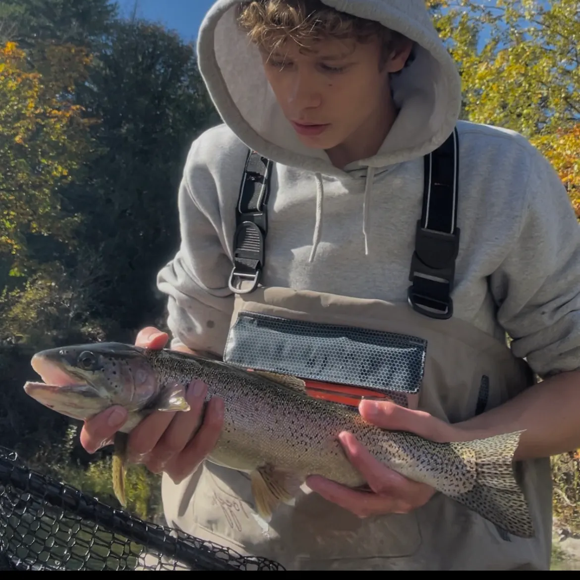 Rainbow trout caught on Fishbrain
