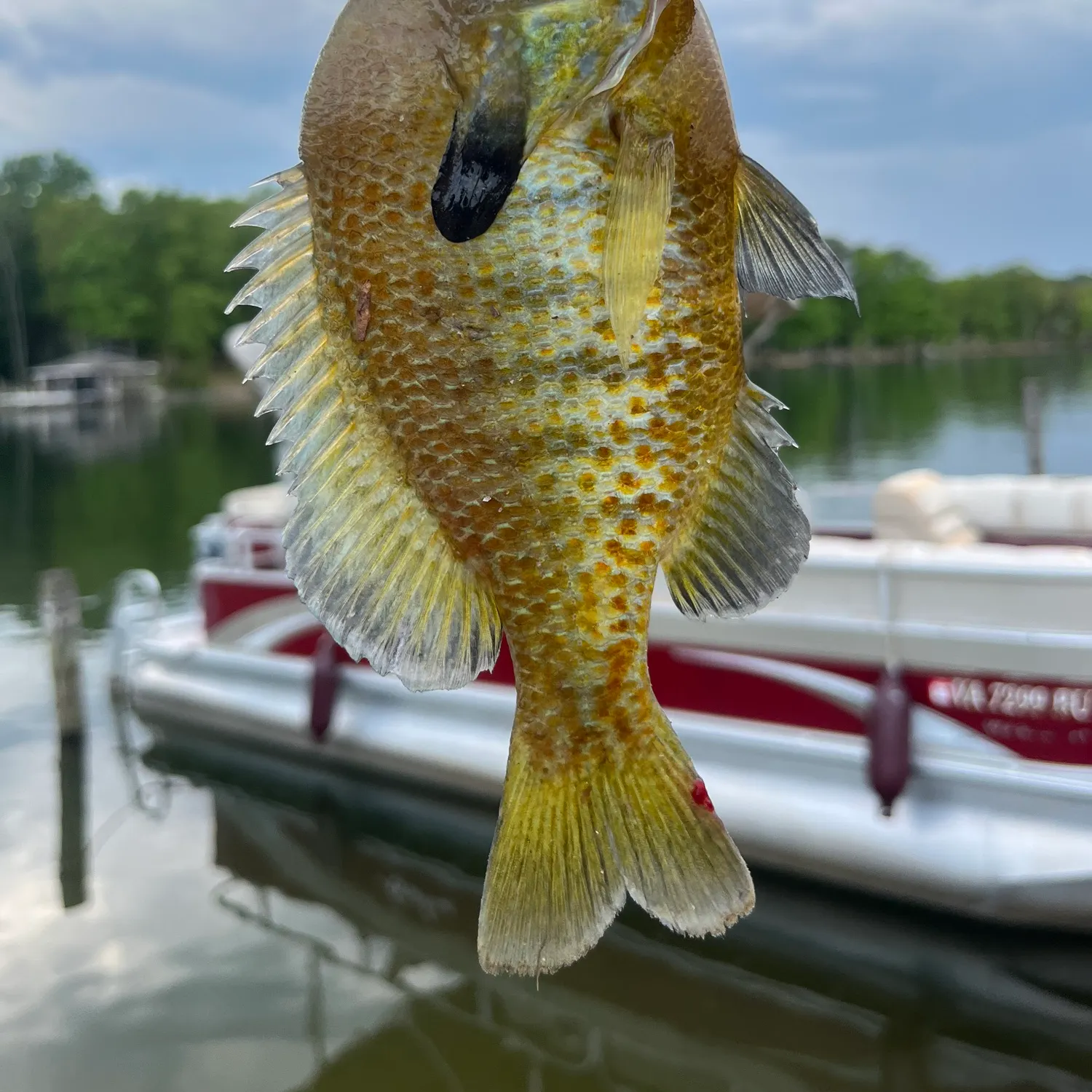 The most recent Redbreast sunfish x bluegill catches on Fishbrain