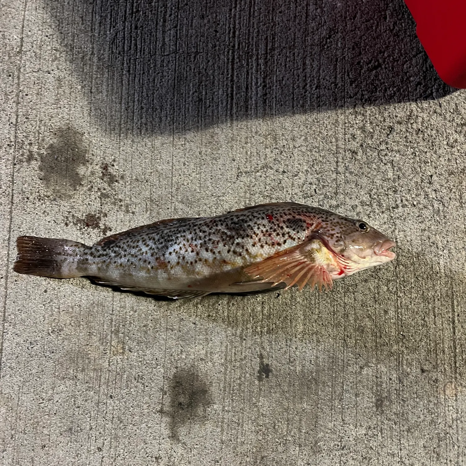Kelp greenling caught on Fishbrain
