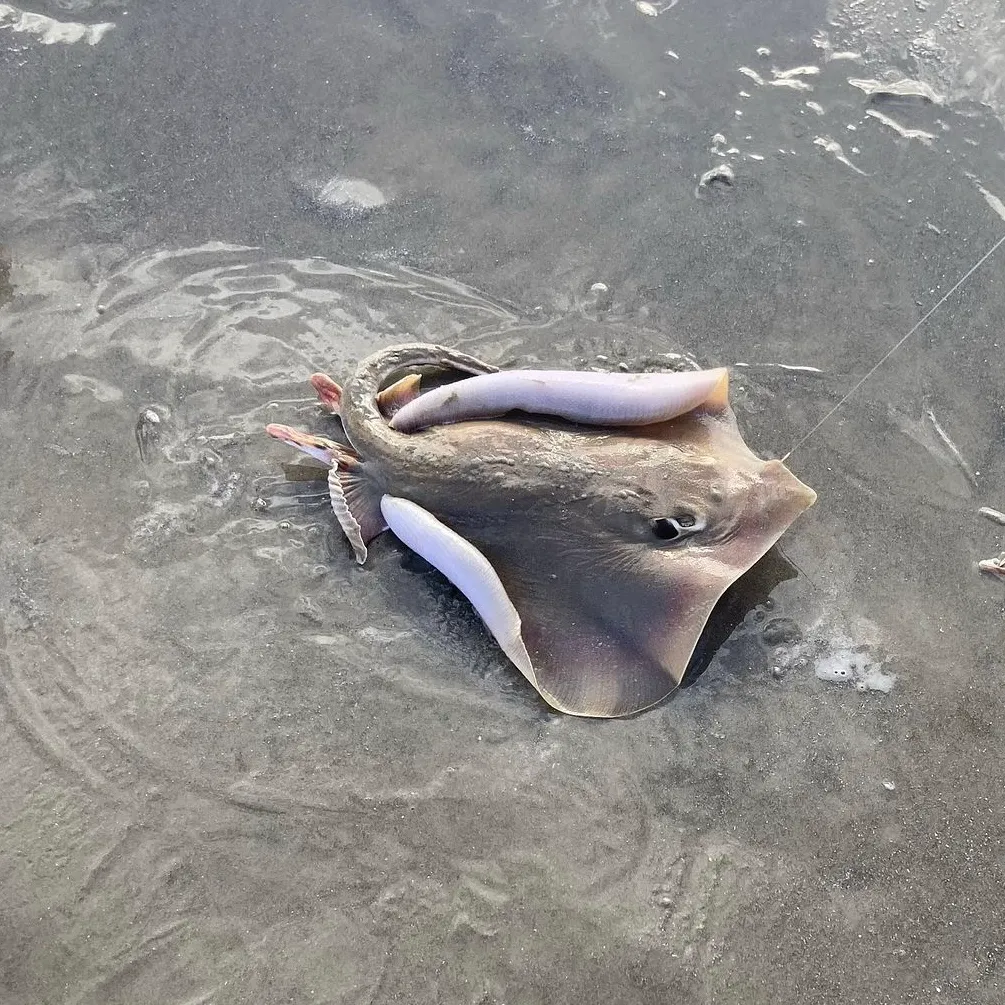 The most recent Southern stingray catches on Fishbrain