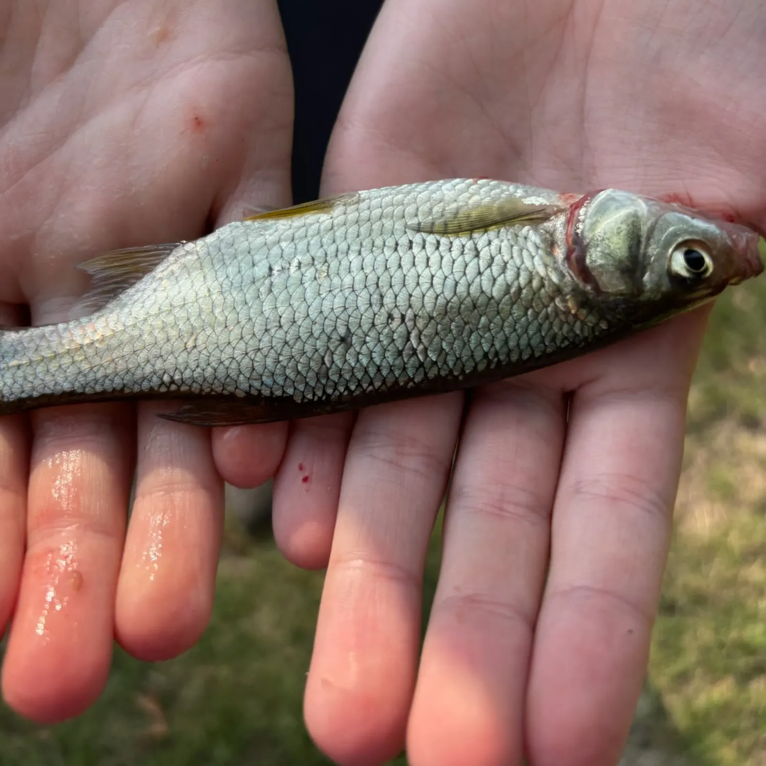The most recent Dhiho's seahorse catches on Fishbrain