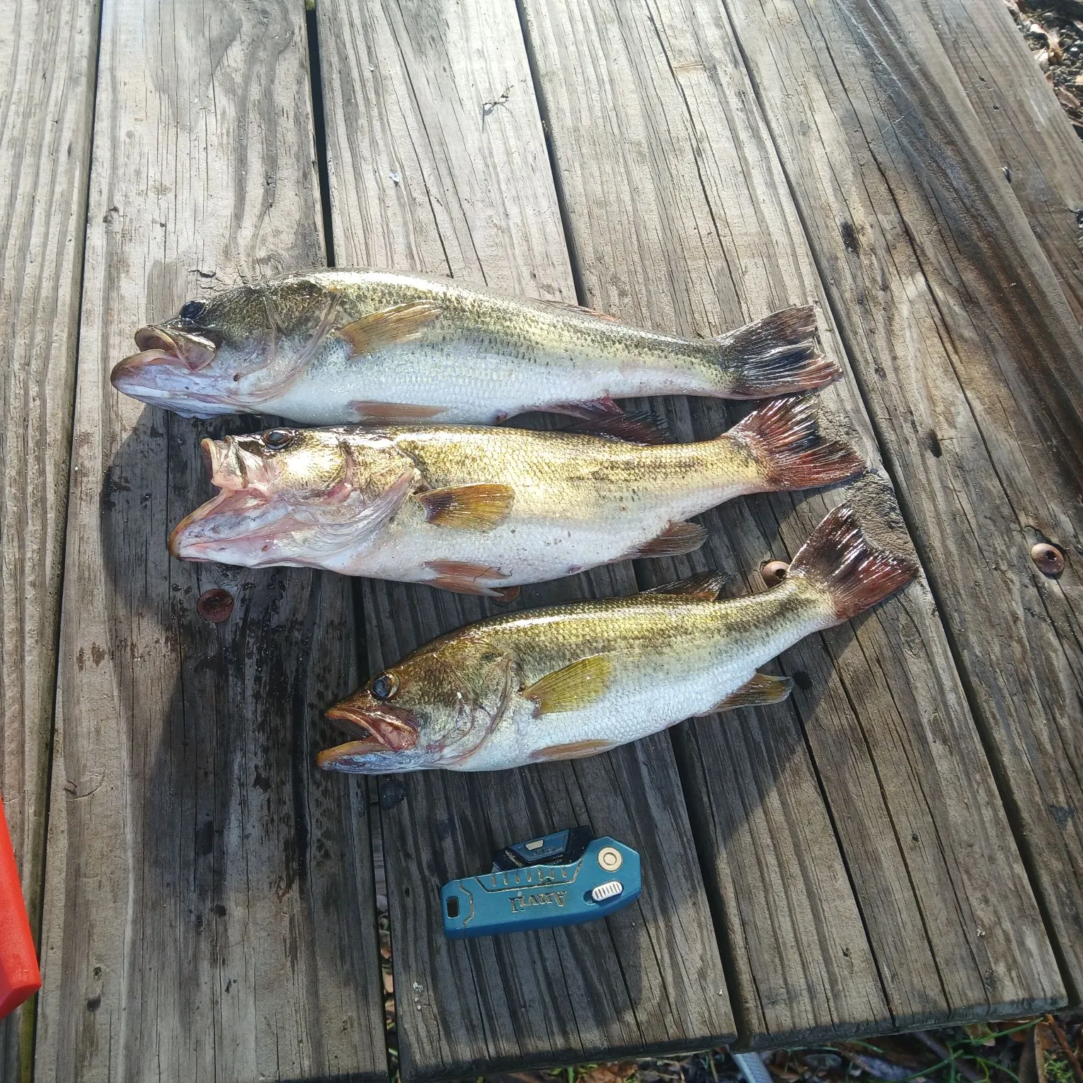 recently logged catches