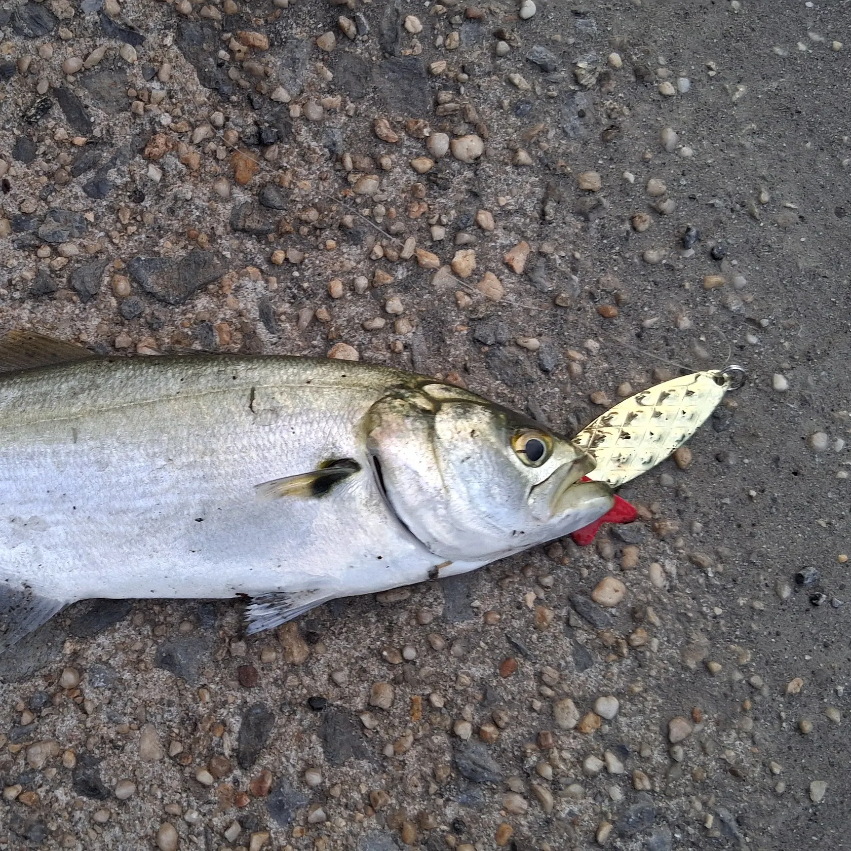Bluefish caught on Fishbrain