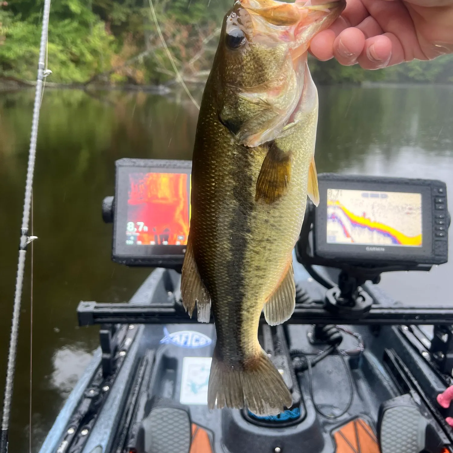 Largemouth bass caught on Fishbrain