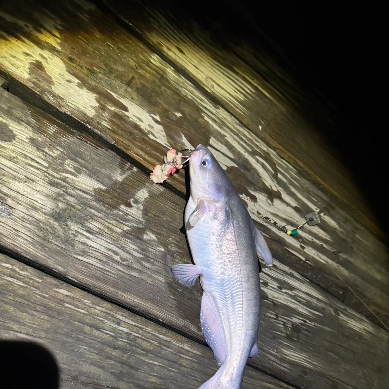 Blue catfish caught on Fishbrain