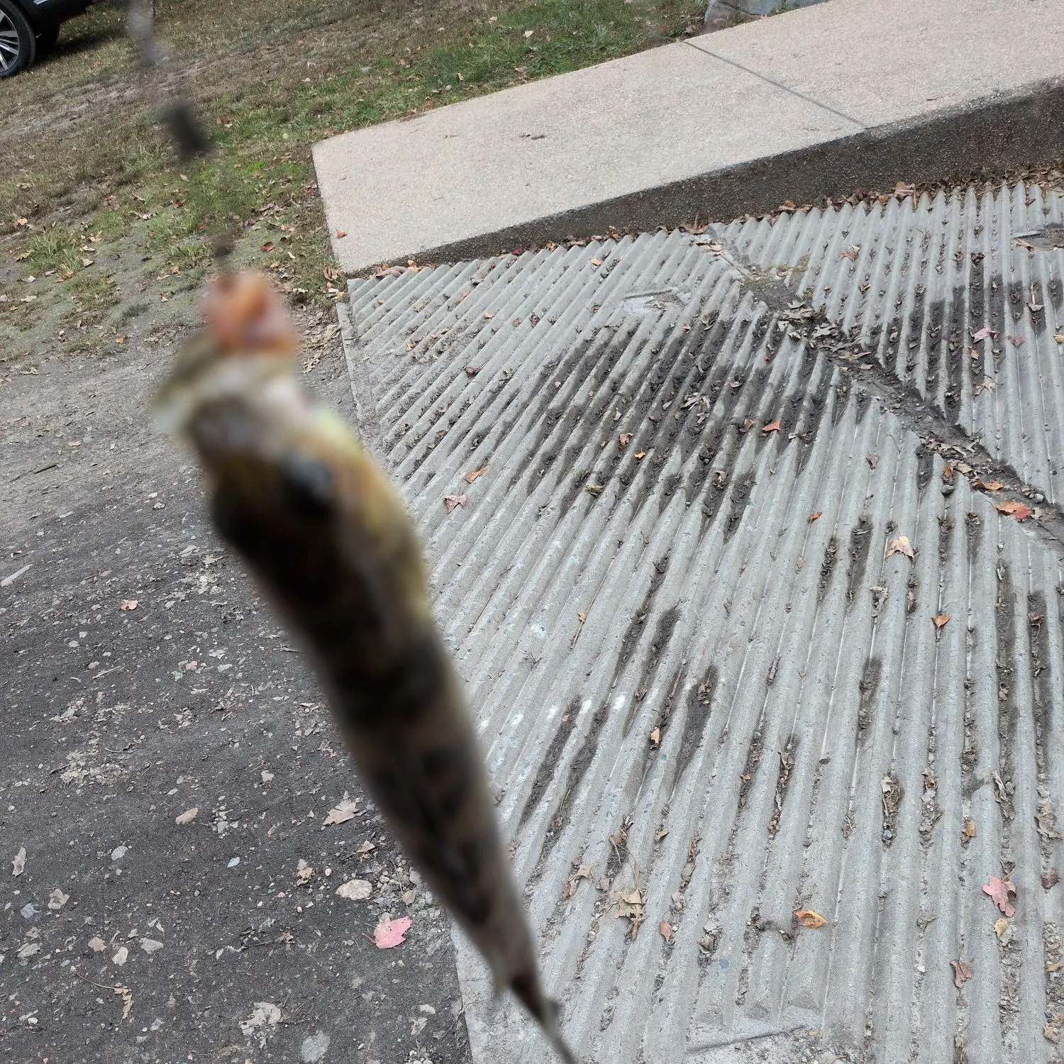 Yellow perch caught on Fishbrain
