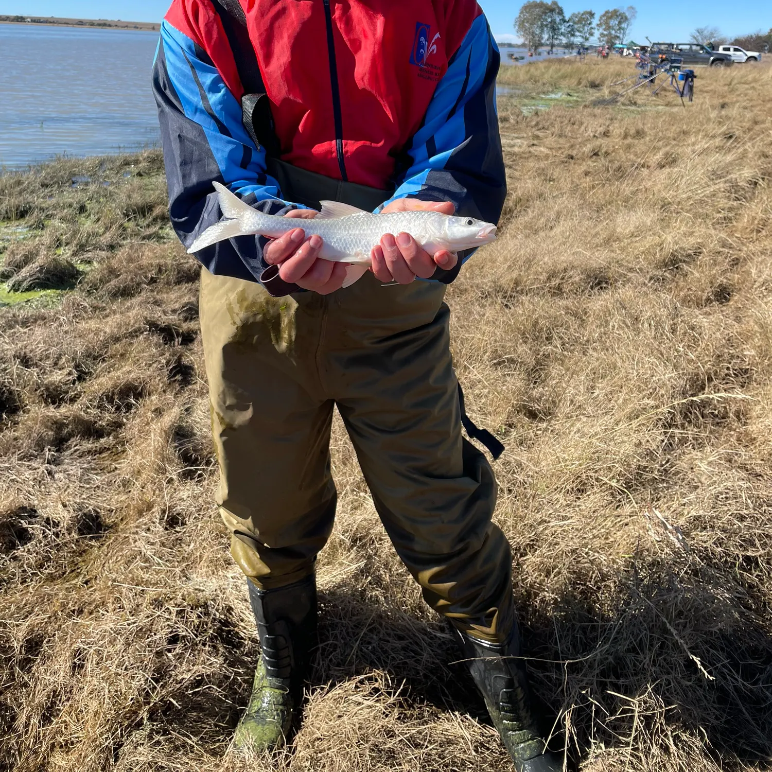 The most recent Largemouth yellowfish catches on Fishbrain