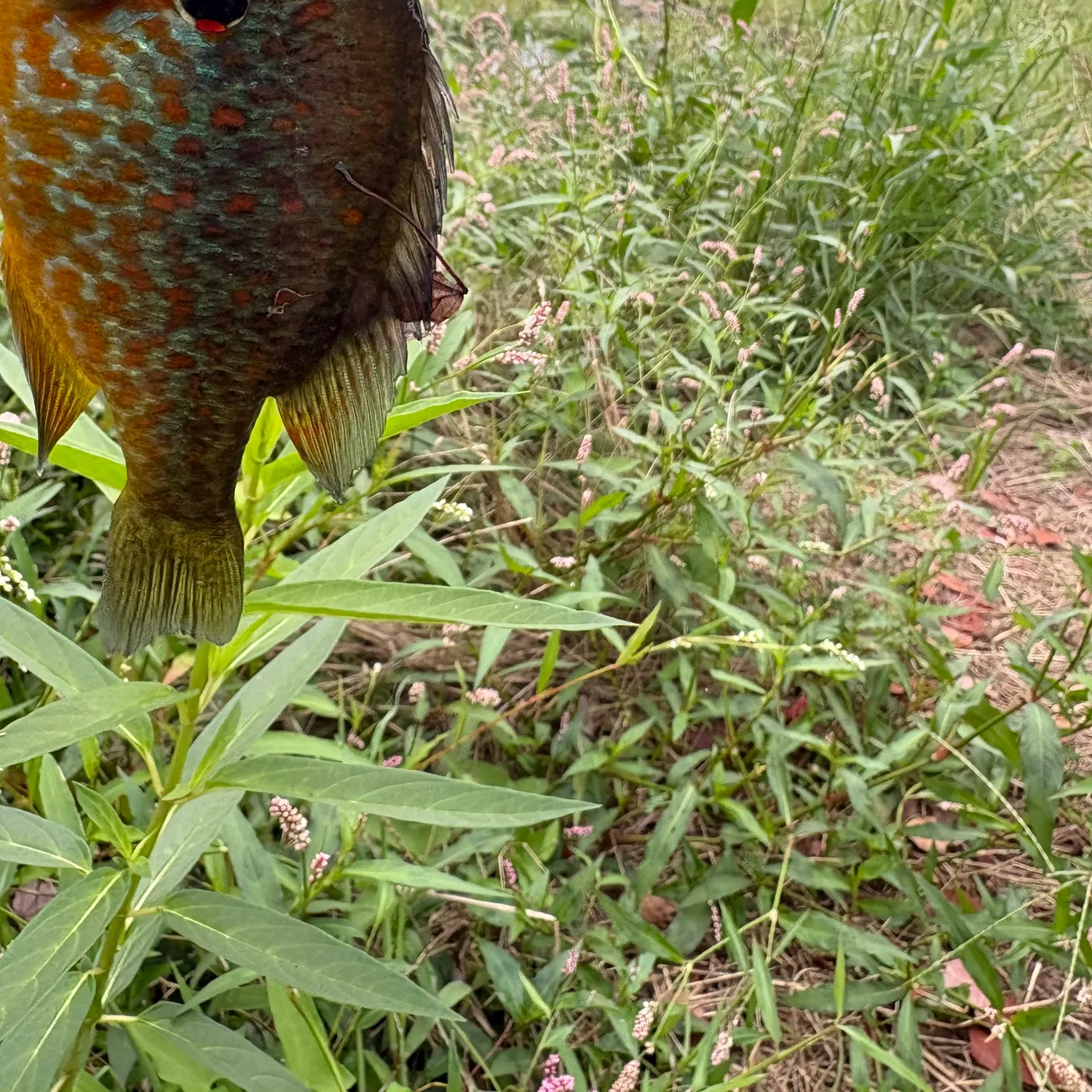 Pumpkinseed caught on Fishbrain