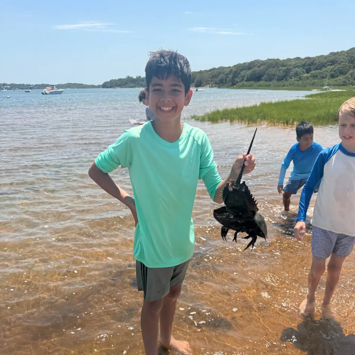 Atlantic horseshoe crab caught on Fishbrain