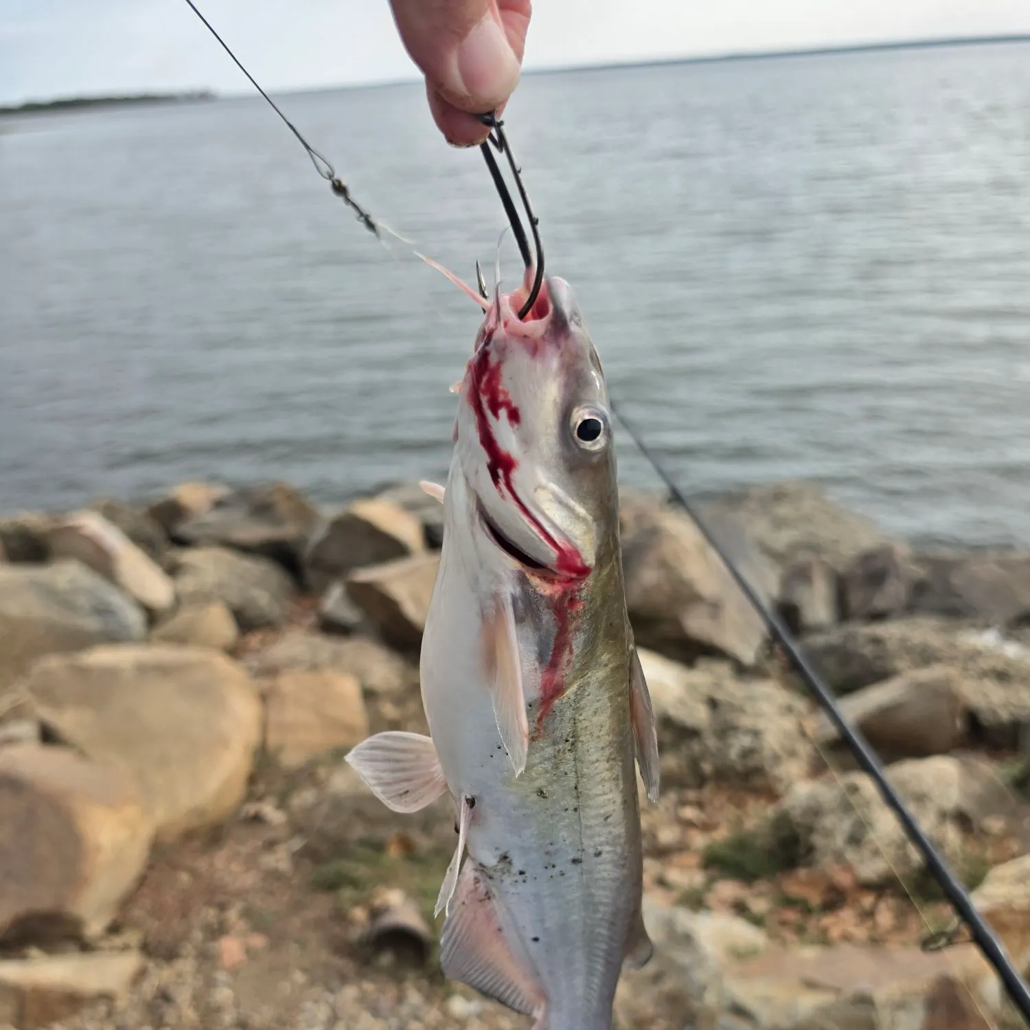 Channel catfish caught on Fishbrain