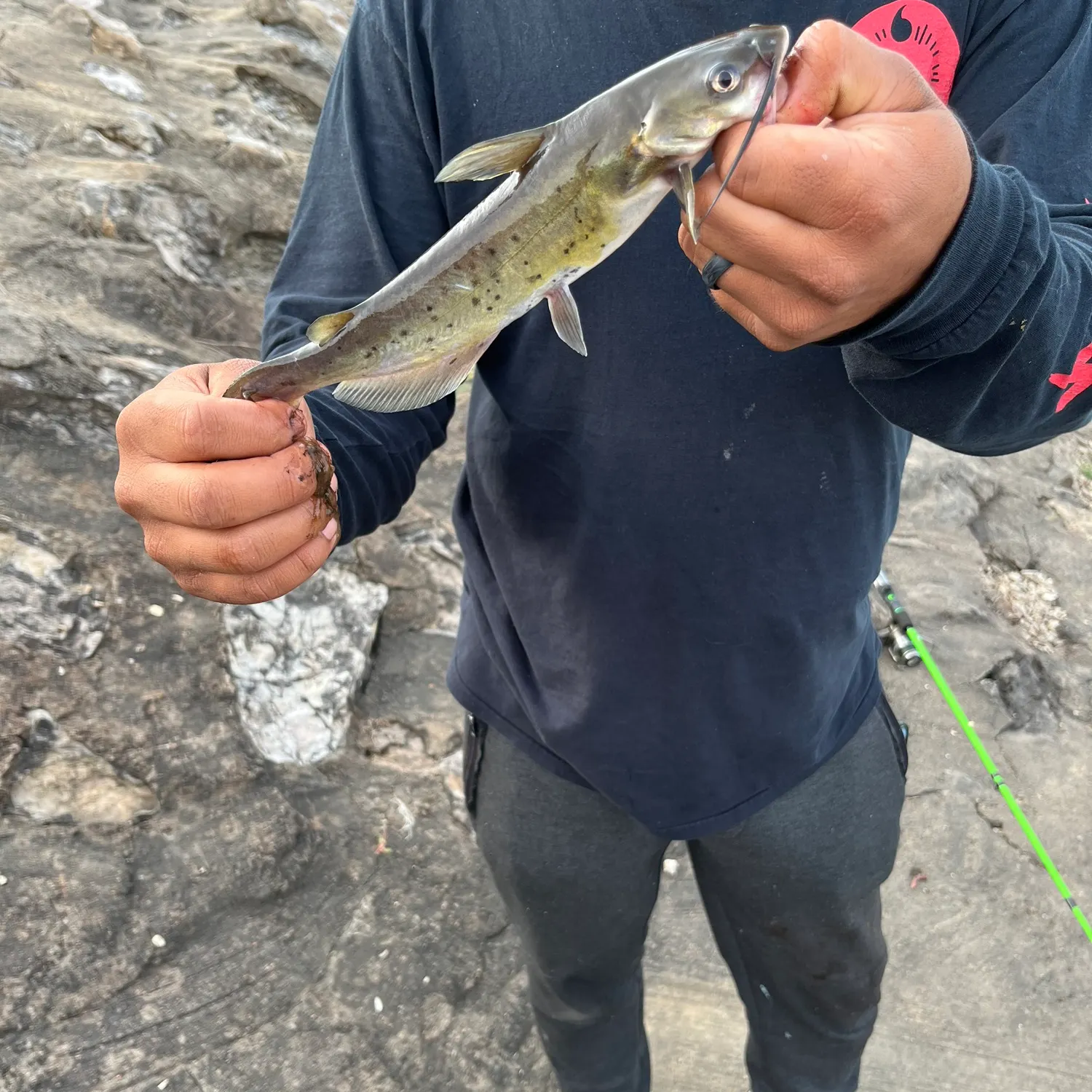 Channel catfish caught on Fishbrain