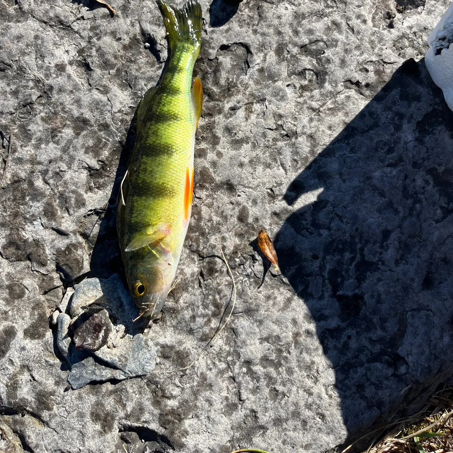 Yellow perch caught on Fishbrain