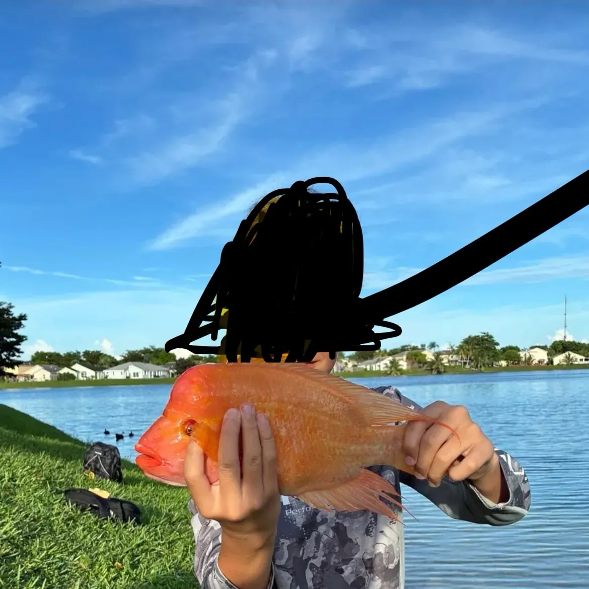 The most recent Midas cichlid catches on Fishbrain