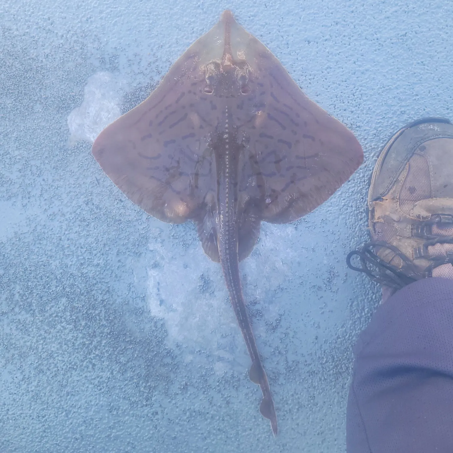 The most recent Clearnose skate catches on Fishbrain