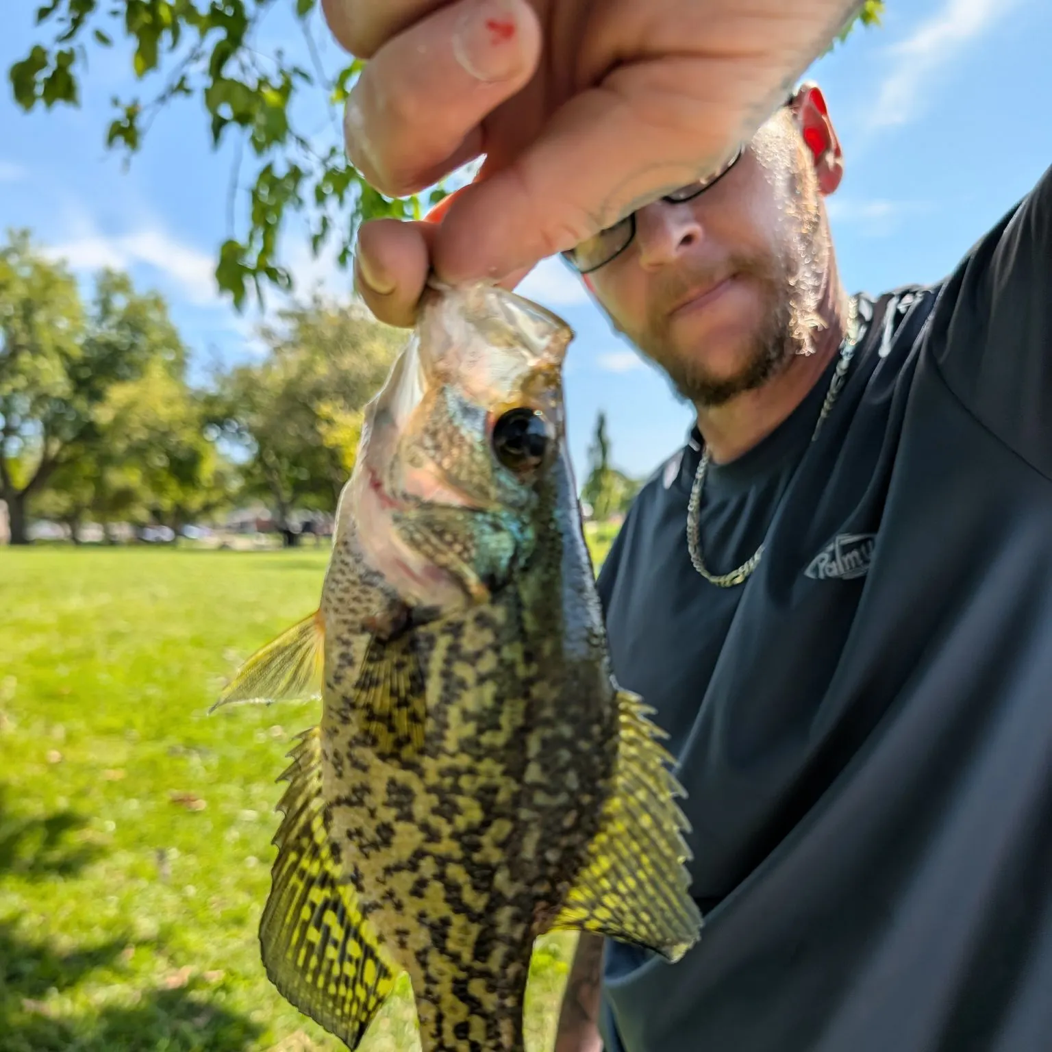 Black crappie caught on Fishbrain