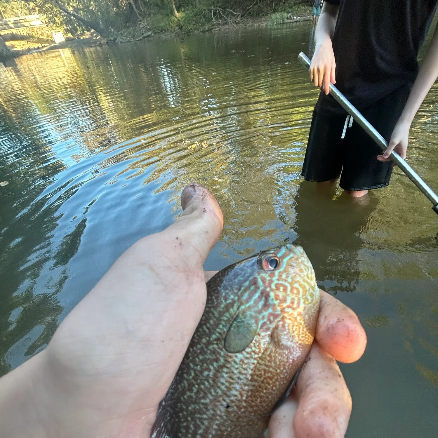 Longear sunfish caught on Fishbrain