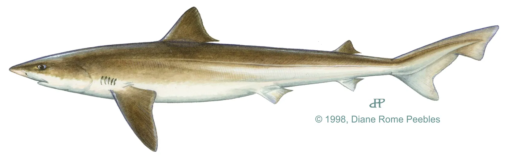 Tope shark