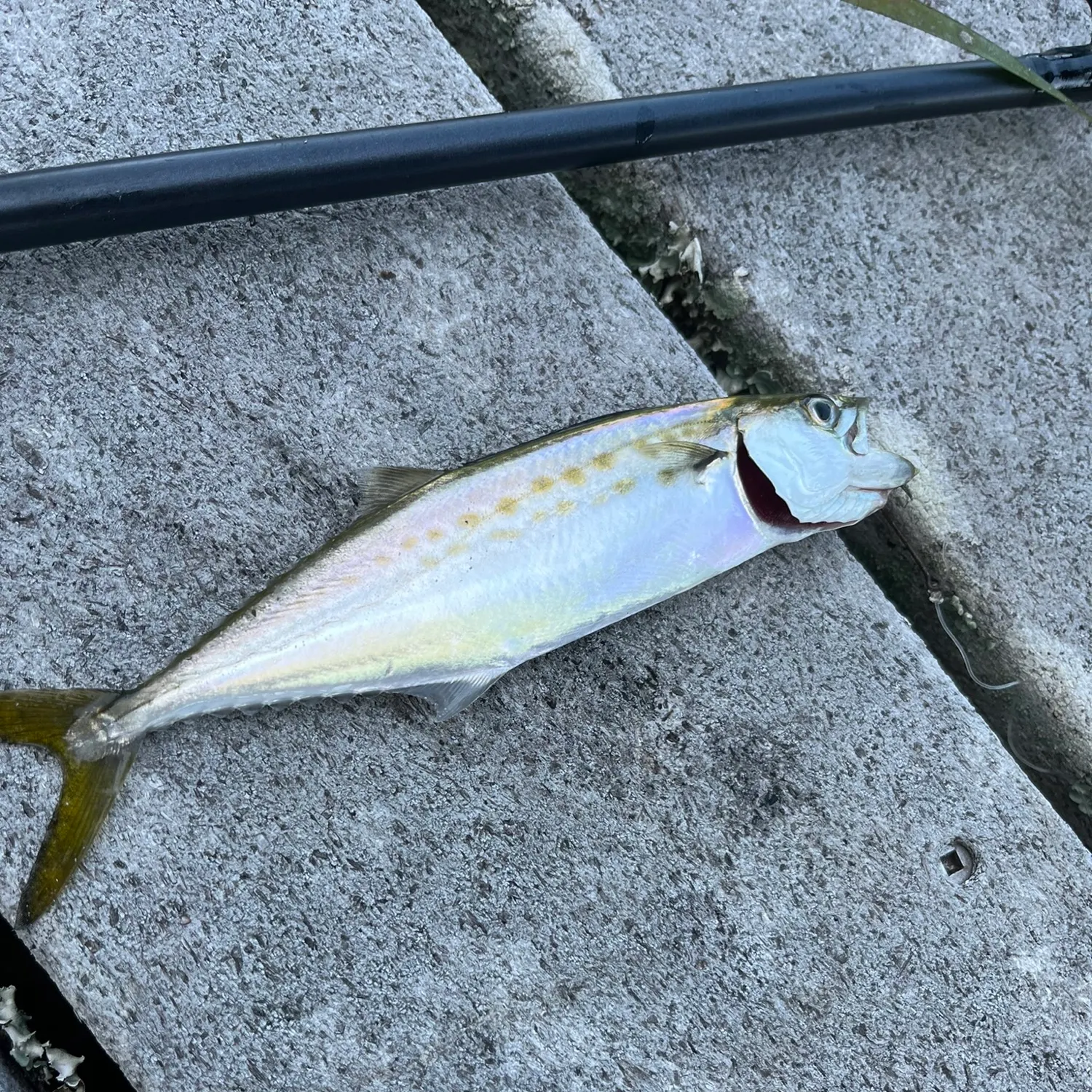 Spanish mackerel caught on Fishbrain