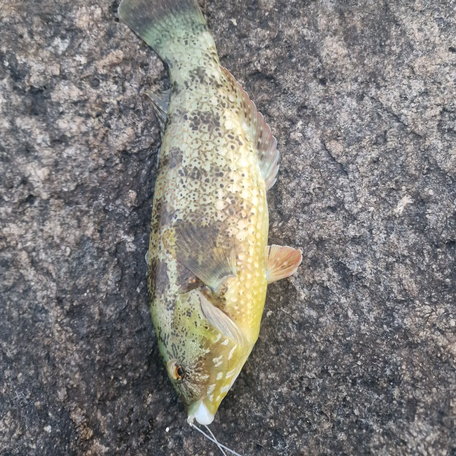 The most recent Brownspotted wrasse catches on Fishbrain